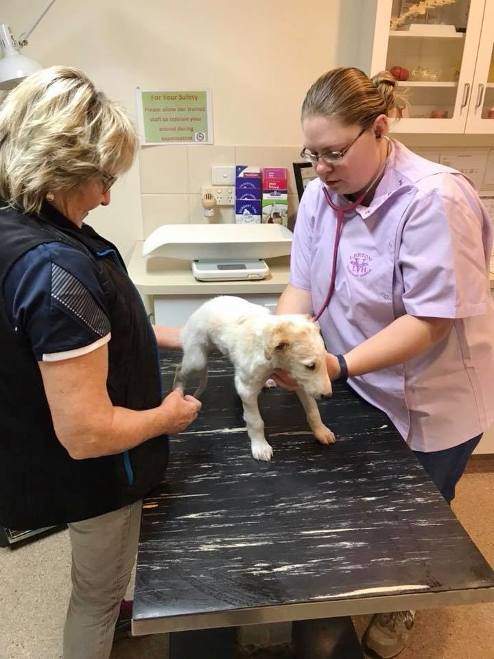 Vet Narrandera - Leeton Veterinary Hospital